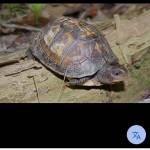 Mack Tommy Profile Picture