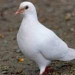 Samuel Duodu Profile Picture