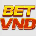Betvnd Casino Profile Picture