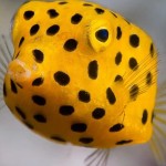 Trin Mogul Profile Picture