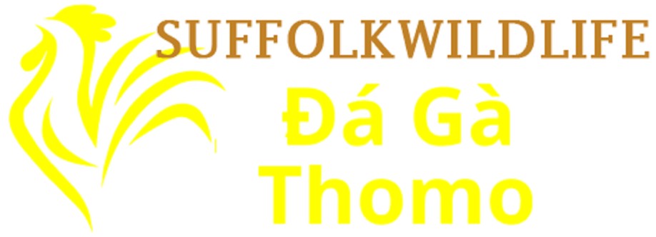 Đá Gà Trực Tiếp Thomo Cover Image