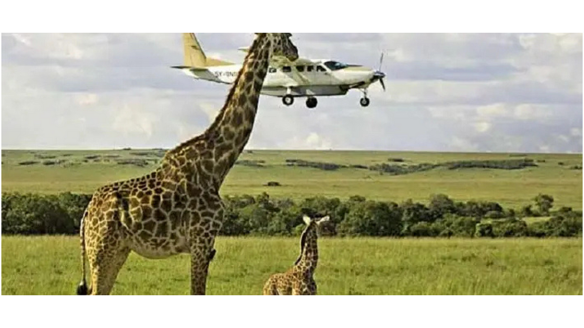 Book Kenya flying tours to watch African wildlife from air | by Ashford Tours | Jul, 2025 | Medium