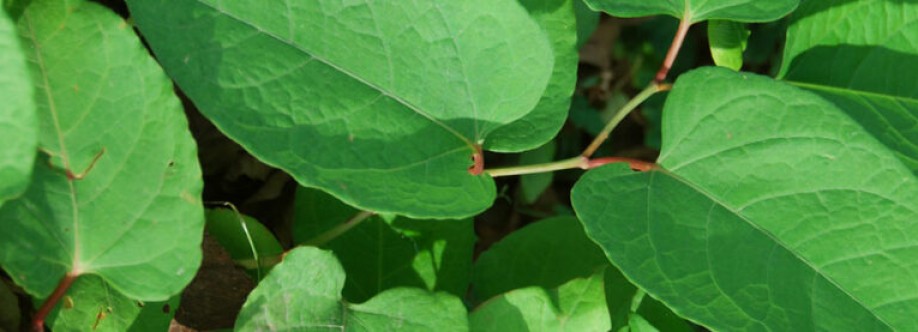 Japanese Knotweed Survey Ltd Cover Image