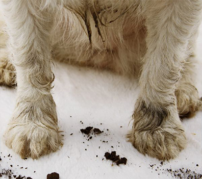 Carpet Cleaning in Provo UT | Commercial & Residential