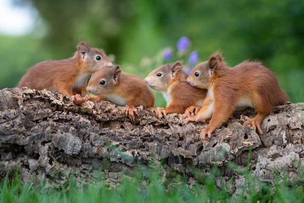 Effective Methods to Get Rid of Squirrels – Site Title