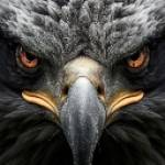 heromax74119523 profile picture