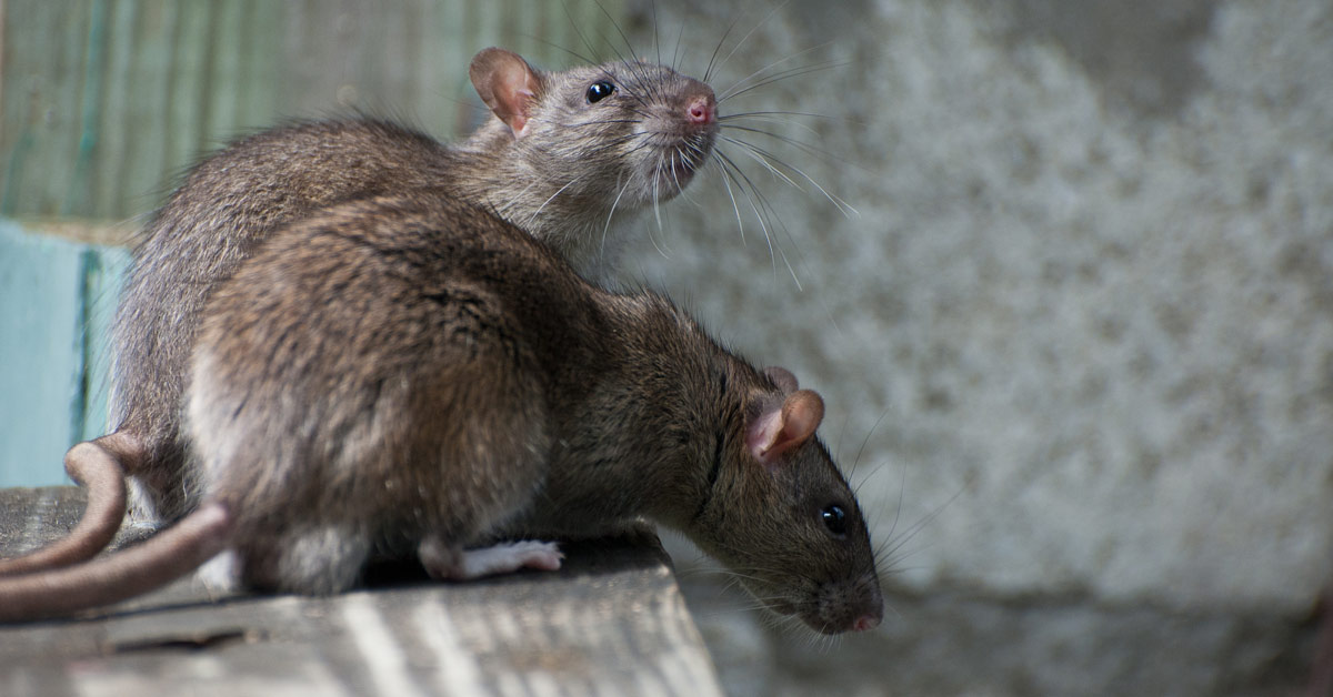 What Actually It takes to Gets Rid of Rats Permanently? - Informative Articles Examples