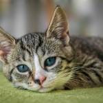 mykitten so Profile Picture