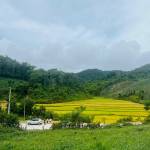 Link off Panda Profile Picture