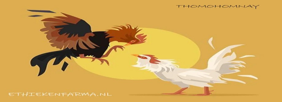 thomohomnay ĐÁ GÀ TRỰC TIẾP Cover Image