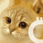 CATICOIN26 Profile Picture