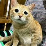 Kyaw Kyaw Profile Picture