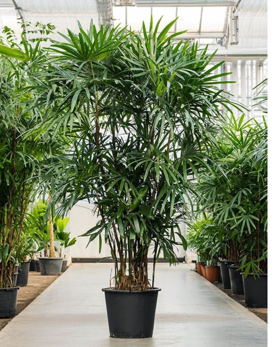 Home - Royal Plants & Flowers