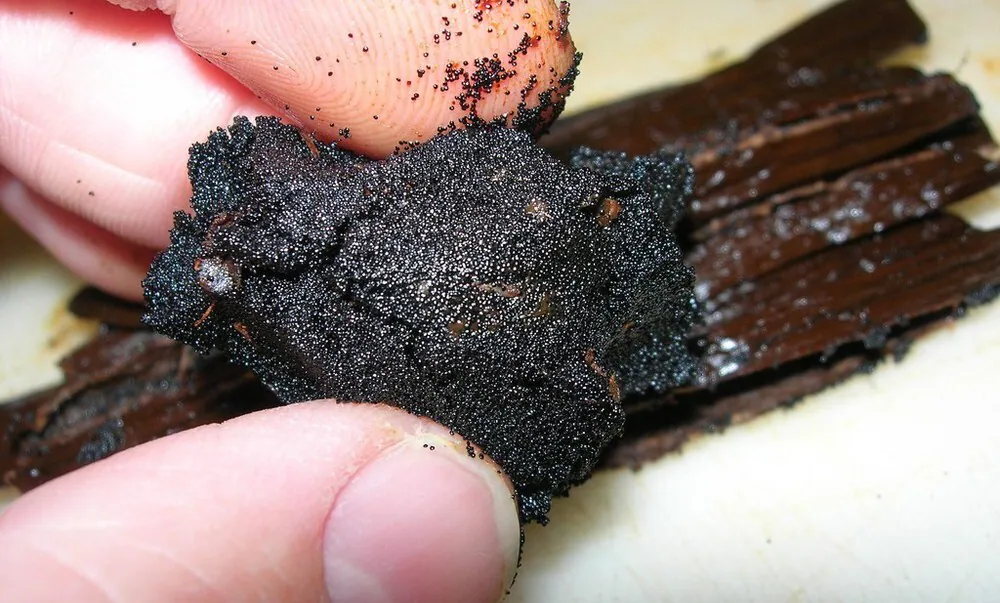 Discover the Purest Aroma: Why You Should Buy Vanilla Bean Seeds from Robust Madagascar – Robust Madagascar Blogs