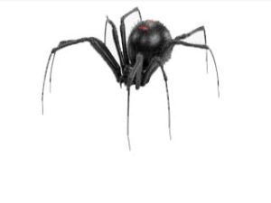 Spider Control Melbourne, Spider Removal