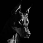 f1nne4s_new Profile Picture