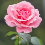 Md Hasan Profile Picture