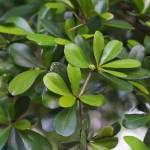 sidra spark Profile Picture