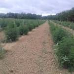 azert azert Profile Picture