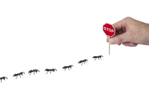 Best Ants Removal & Carpenter Ants Exterminator in Toronto