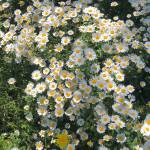 Danny Lara Profile Picture