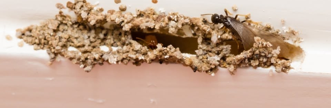 The Bug Master Cover Image