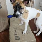 Matheus Rosa Campbell Profile Picture