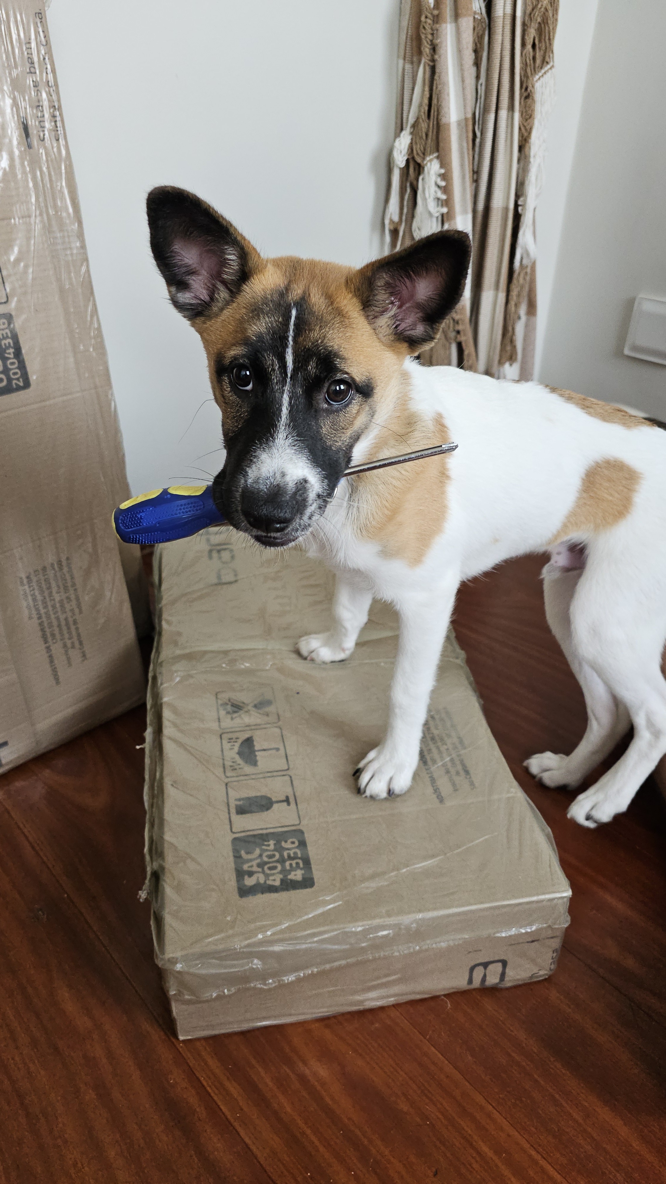 Matheus Rosa Campbell Profile Picture