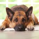 Md Rifat Profile Picture