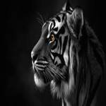 Musa Islam Profile Picture