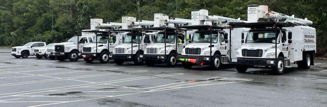 NorthEastern Tree Cover Image