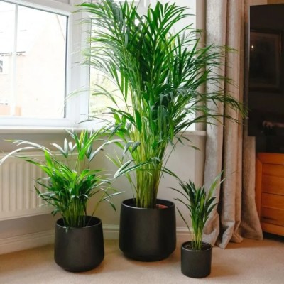 Kentia Palm – Elegant Indoor Tropical Plant Profile Picture