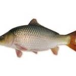 ajunka lee Profile Picture