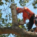 Albany Tree Service Profile Picture