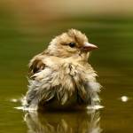 Yelsi Yaneth Profile Picture