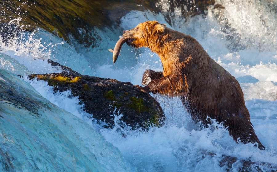 Best Place to See Bears Catching Salmon in Alaska | Must-Visit Spots